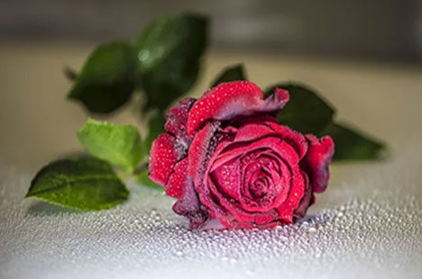 Rosa rossa